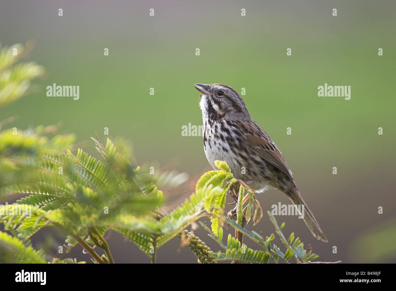 Song Sparrow calling Stock Photo