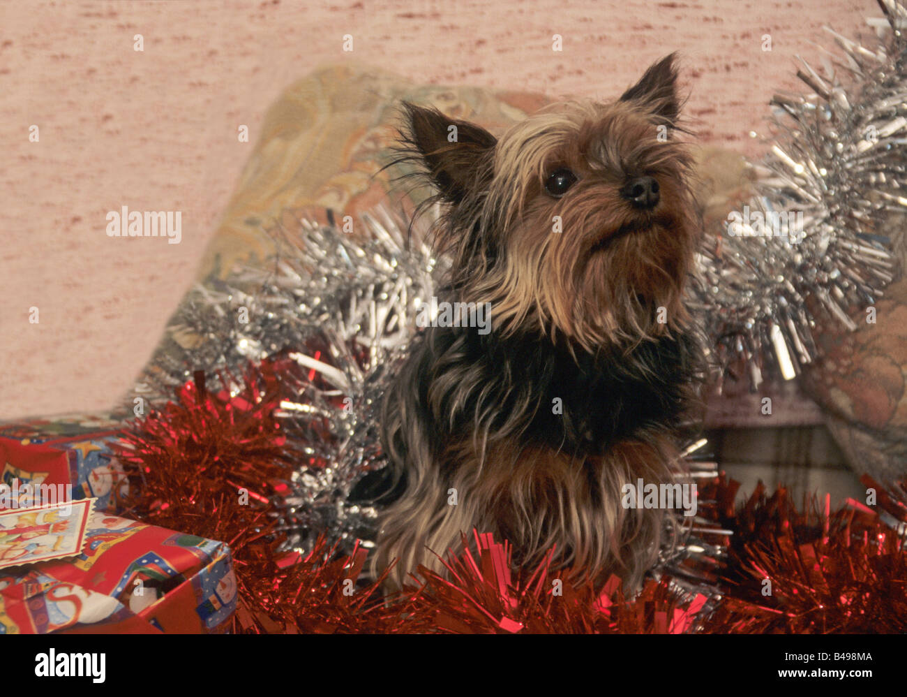 yorkshire terrier dog surrounded by tinsel and presents at Christmas time Stock Photo