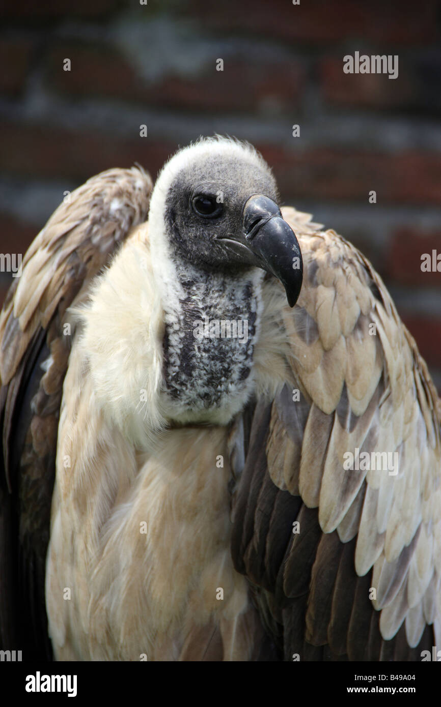 Vulture talon hi-res stock photography and images - Alamy