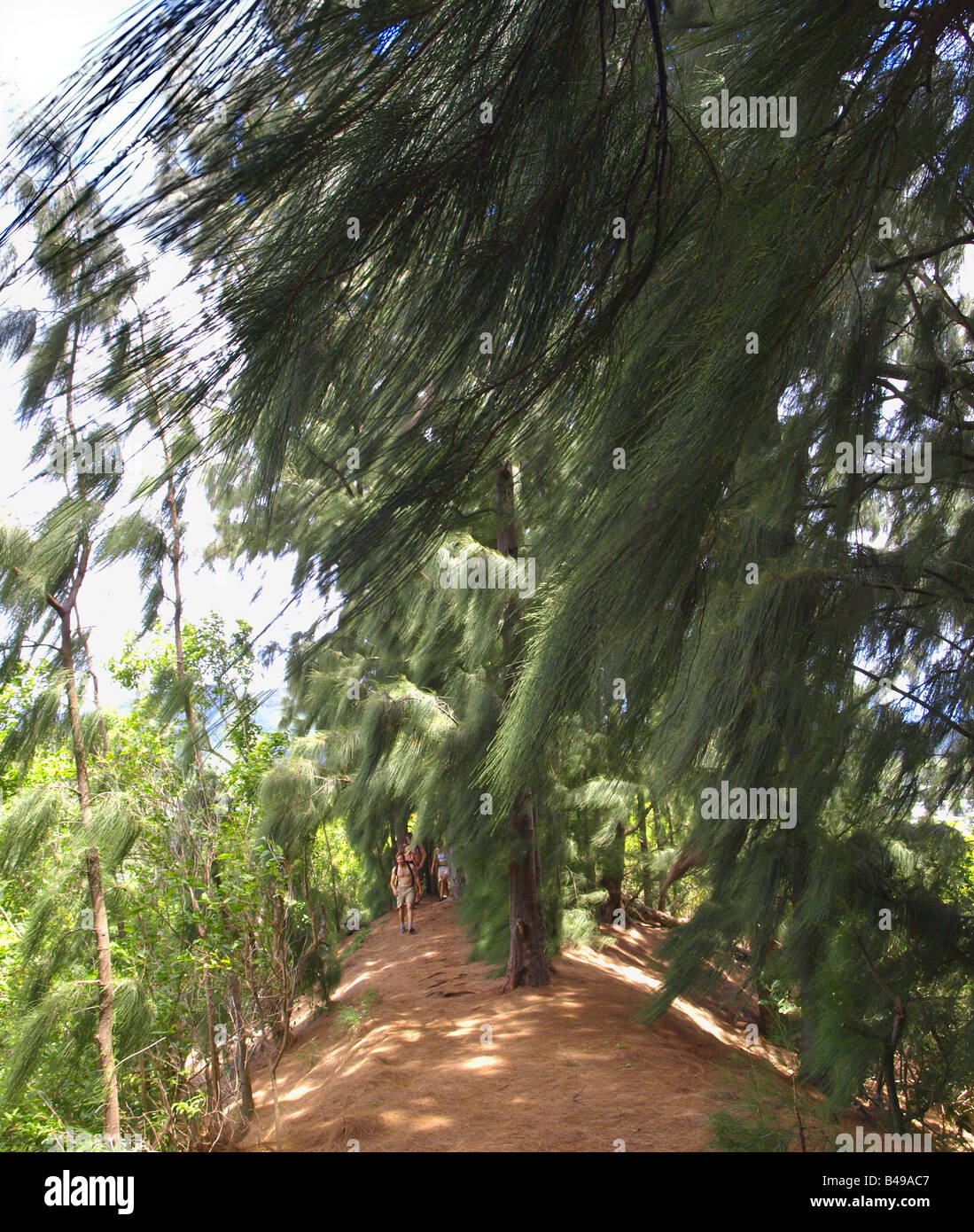 Ironwood trees hires stock photography and images Alamy