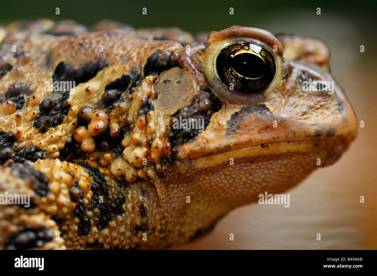 Close up side view of an ugly Eastern American Toad Bufo Americanus with cranial crests and poison glands on wart skin around ear drum Stock Photo