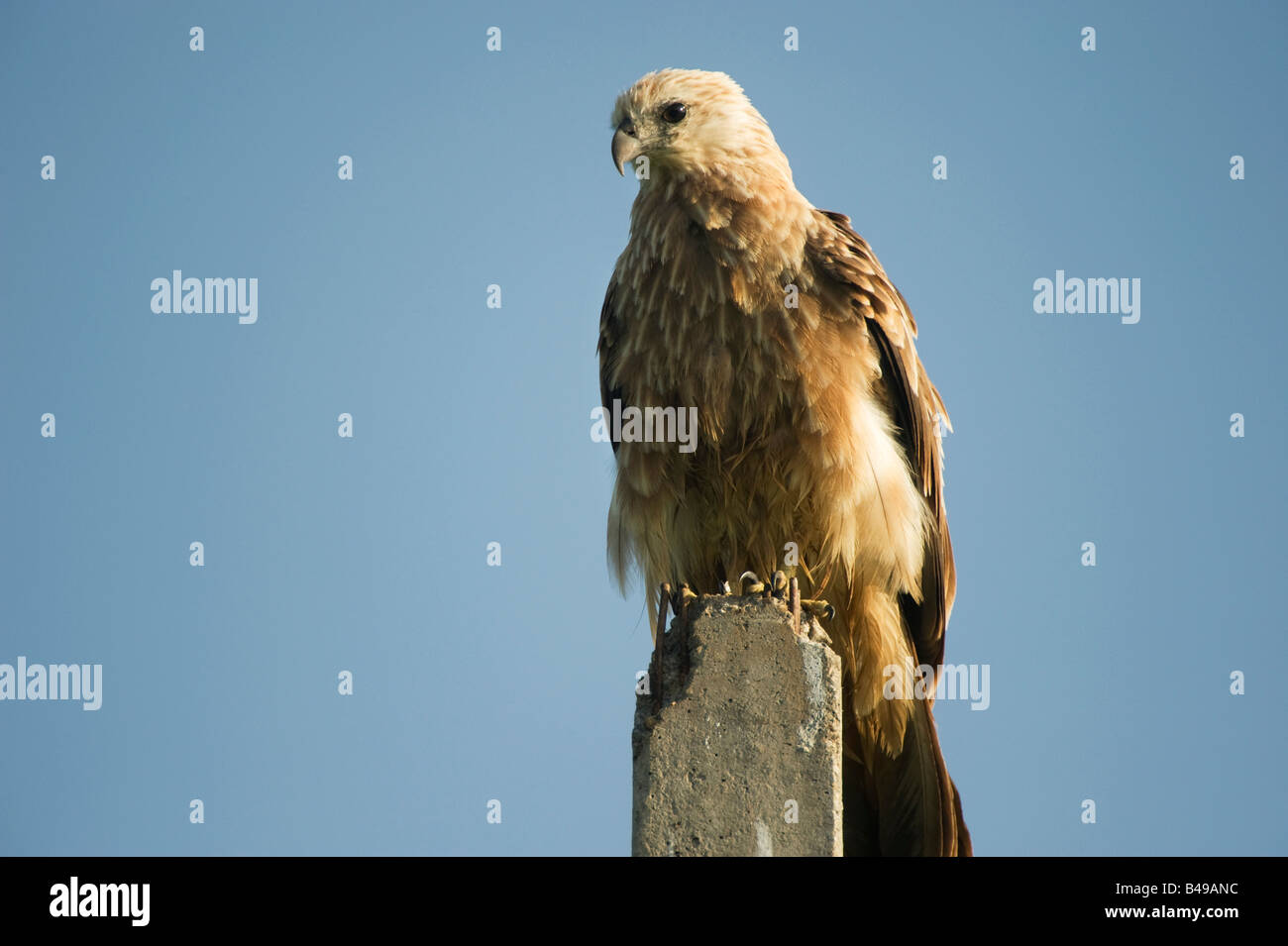 Haliastur indus. Juvenile Brahminy Kite sitting on a pole in the morning Indian sunlight. Andhra Pradesh, India Stock Photo