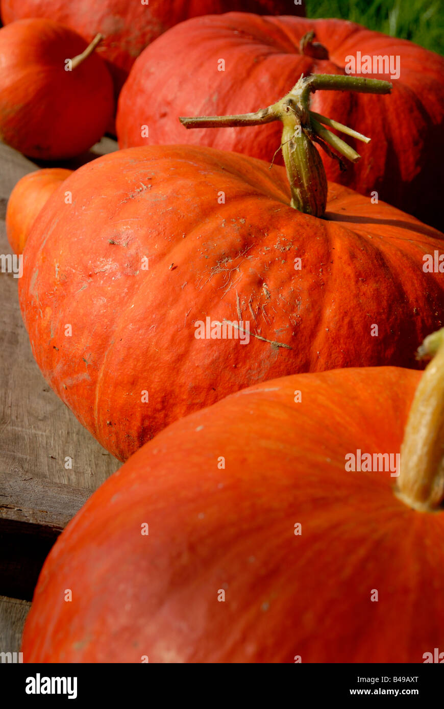 Stock photo of a line of bright orange pumpkins lying in a row in the ...