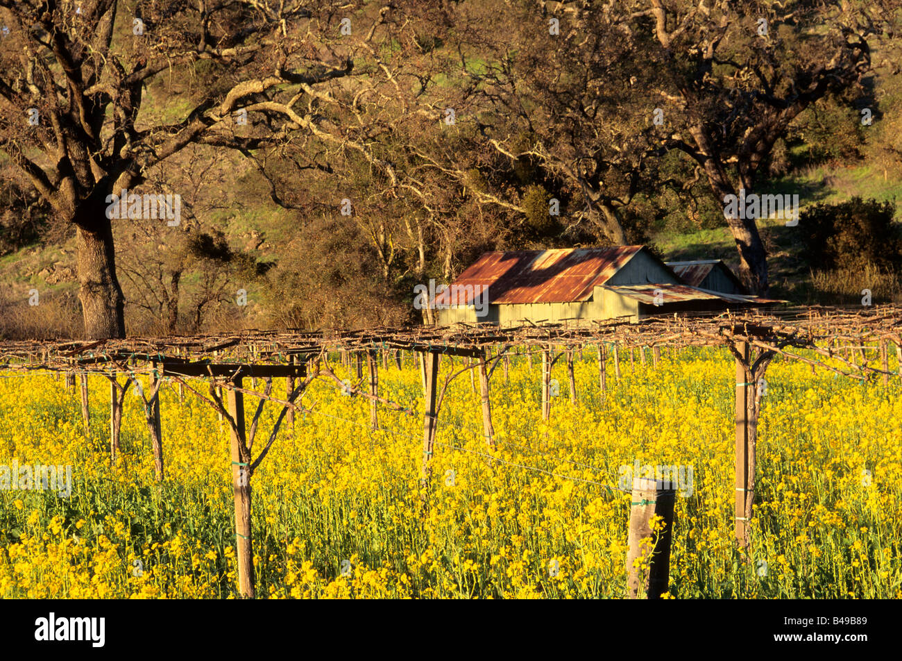 California oak tree in mustard hires stock photography and images Alamy
