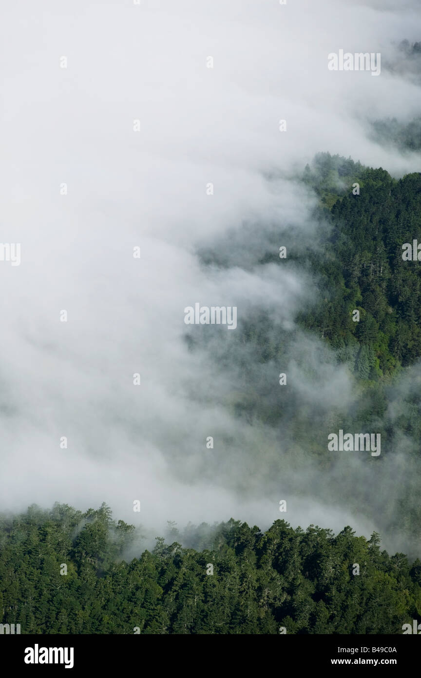 aerial above Pacific coast fog over trees in northern California Stock Photo