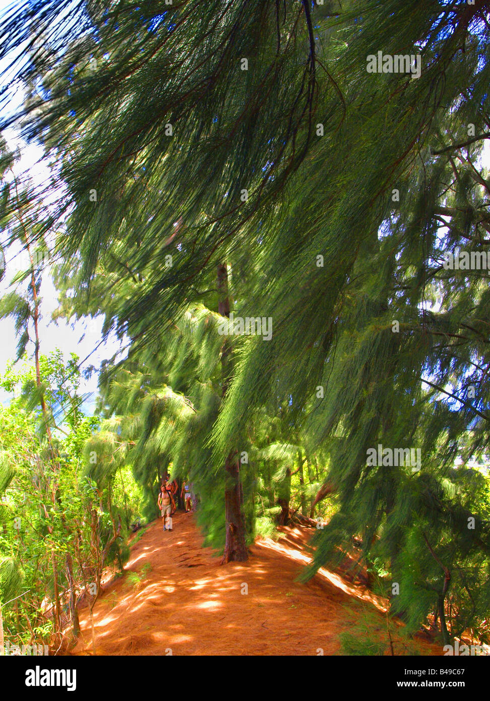 ironwood grove on the Olomana trail, Hawaii Stock Photo Alamy