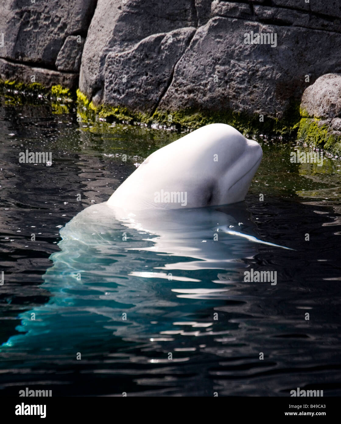 Beluga Whale in Vancouver aquarium, British Columbia, Canada. Stock Photo