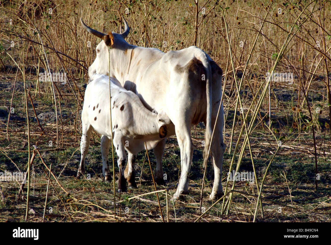 Texas longhorn cow and calf, Southern California, USA Stock Photo