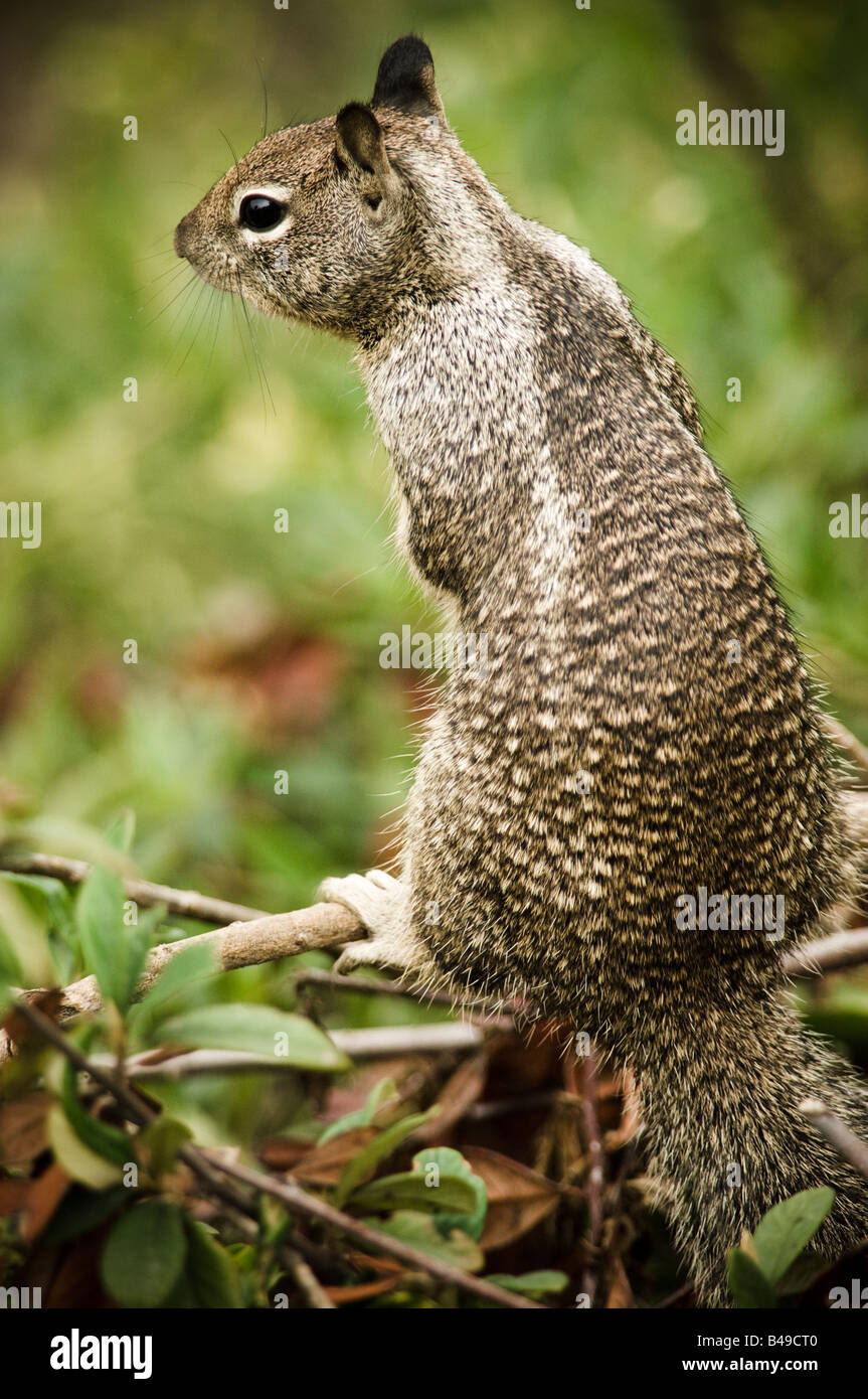 California ground squirrel perched on a twig Stock Photo Alamy