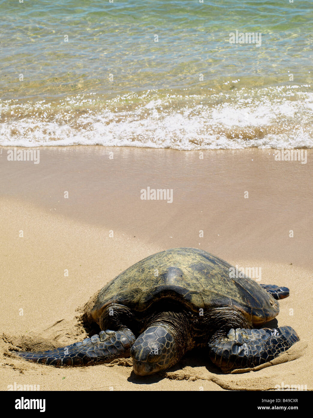 Green Sea Turtle Stock Photo - Alamy