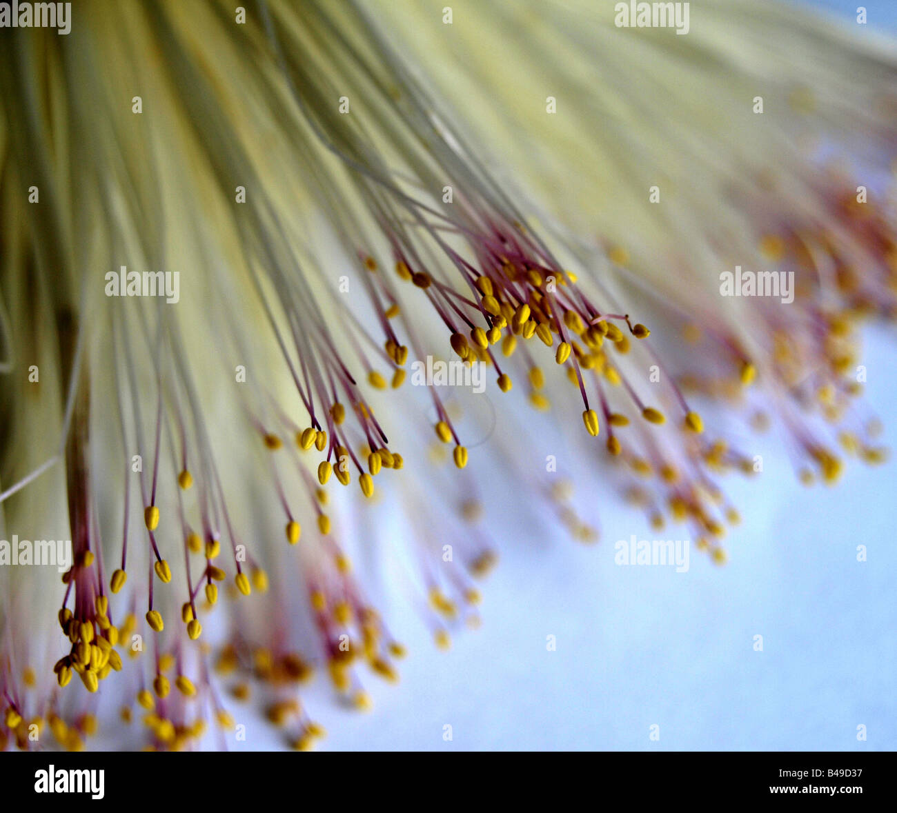 Barringtonia Asiatica flower Stock Photo - Alamy