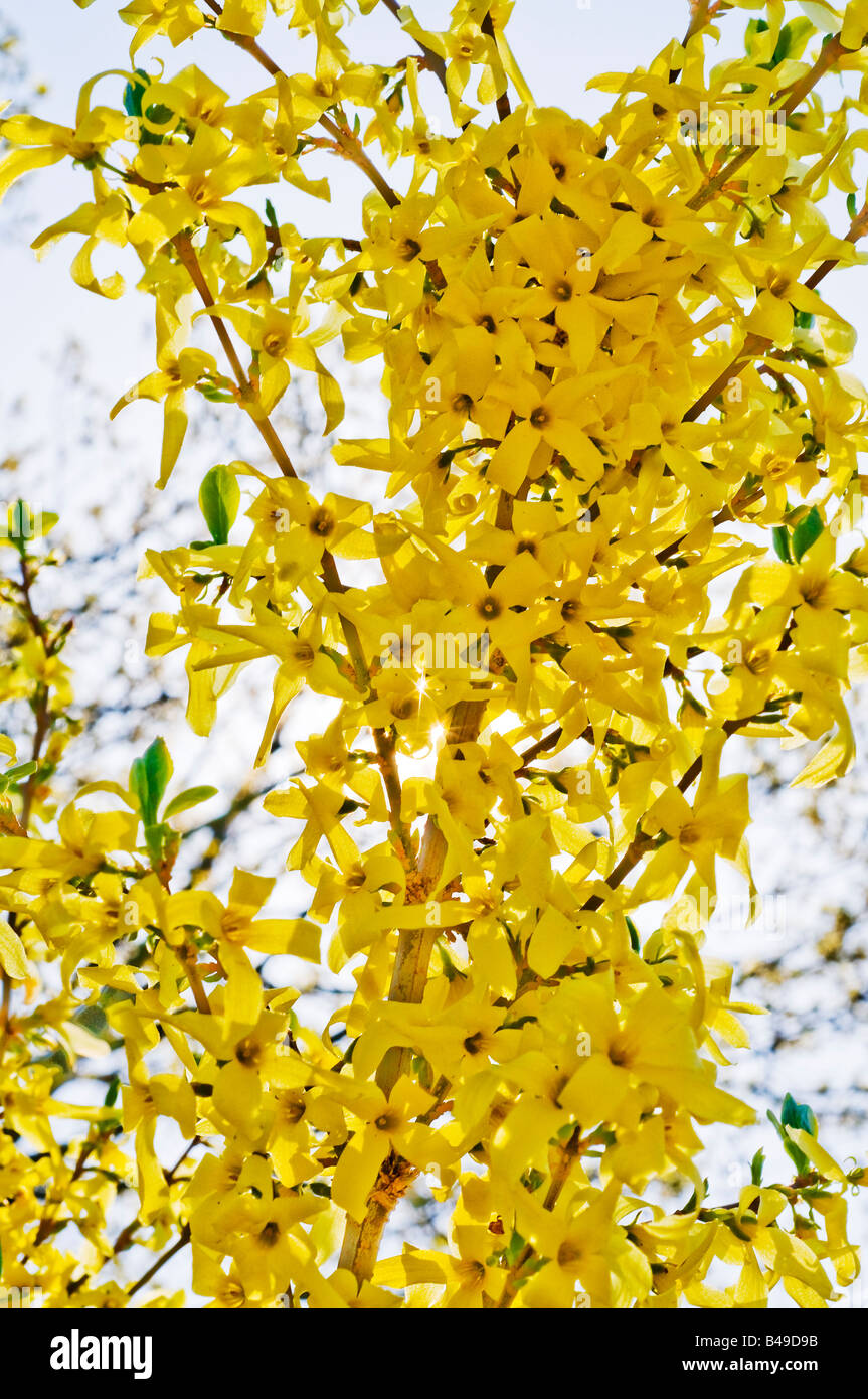 Flowering broom Stock Photo 19877015 Alamy
