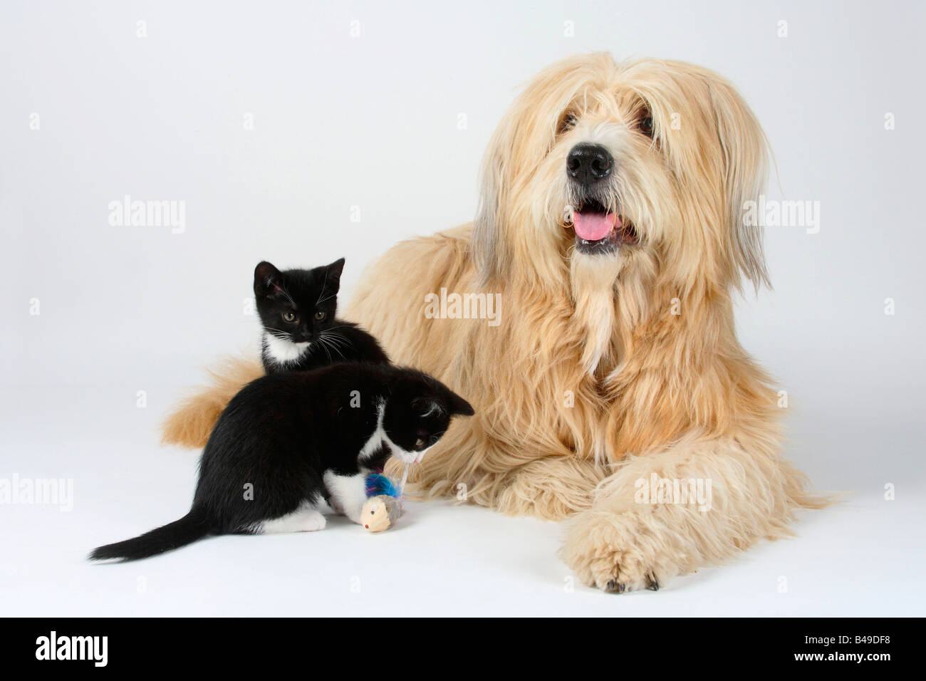 Mixed Breed Dog and Domestic Cats kittens 8 weeks Stock Photo