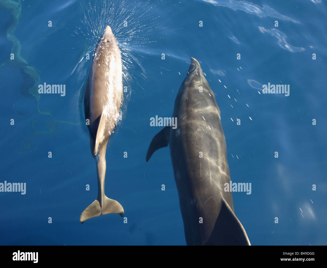 Dolphins by the Wainae coast of Oahu, Hawaii Stock Photo