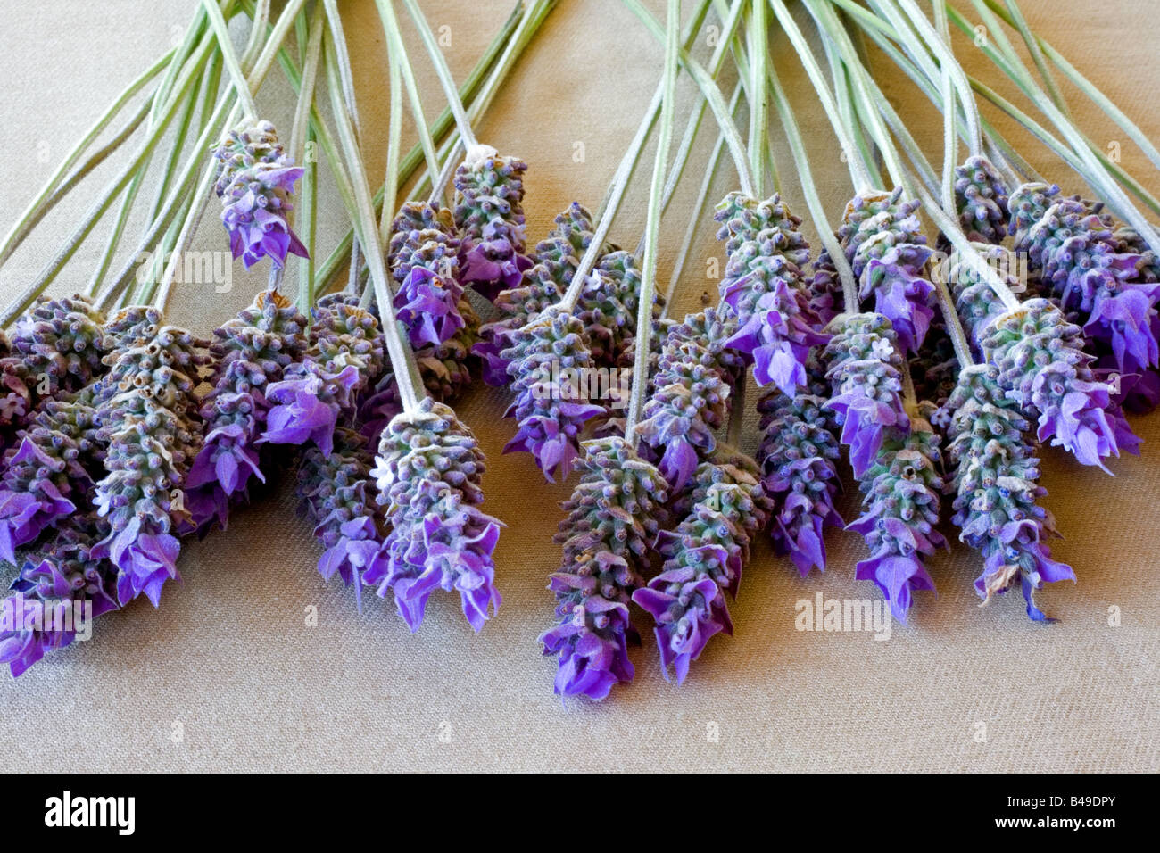 Lavender sprigs on white background Stock Photo - Alamy