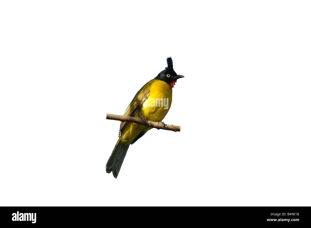 Cut-out of a Black-crested Bulbul taken in Khao Yai National Park, Thailand Stock Photo