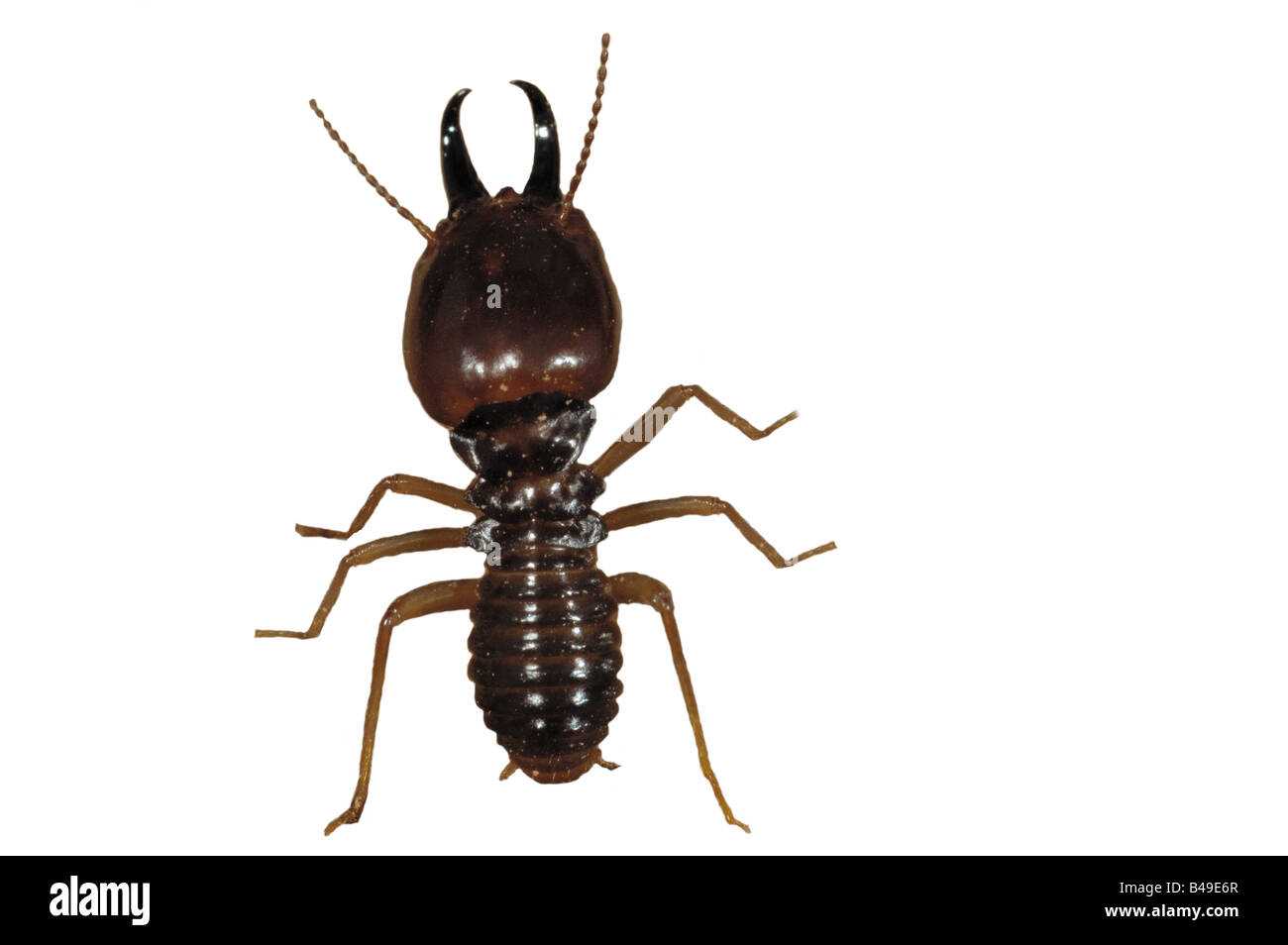Cut-out of a Soldier Termite (Isoptera sp.) from Khao Yai National Park, Thailand Stock Photo