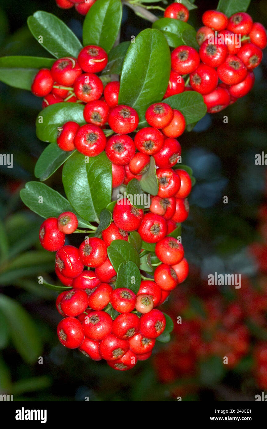 Pyracantha November leaves and berries Maloideae Stock Photo