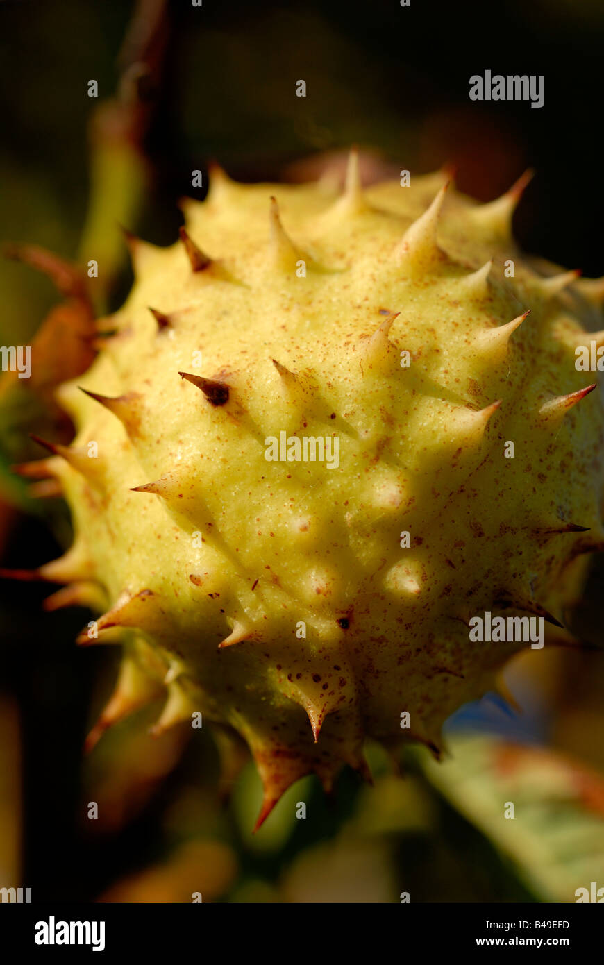 Stock photo of conkers growing on a horse chestnut tree Stock Photo Alamy