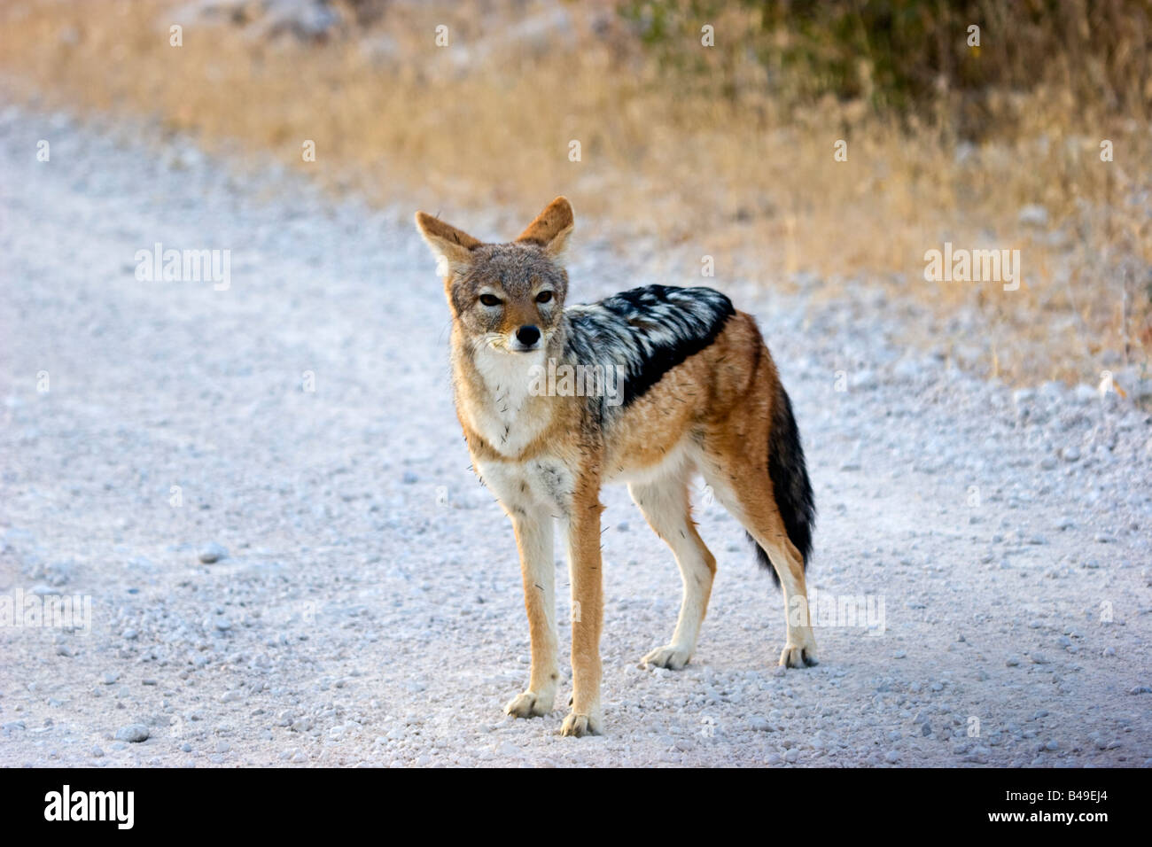 A black-backed jackal (Canis mesomelas), in Etosha National Park, Namibia Stock Photo