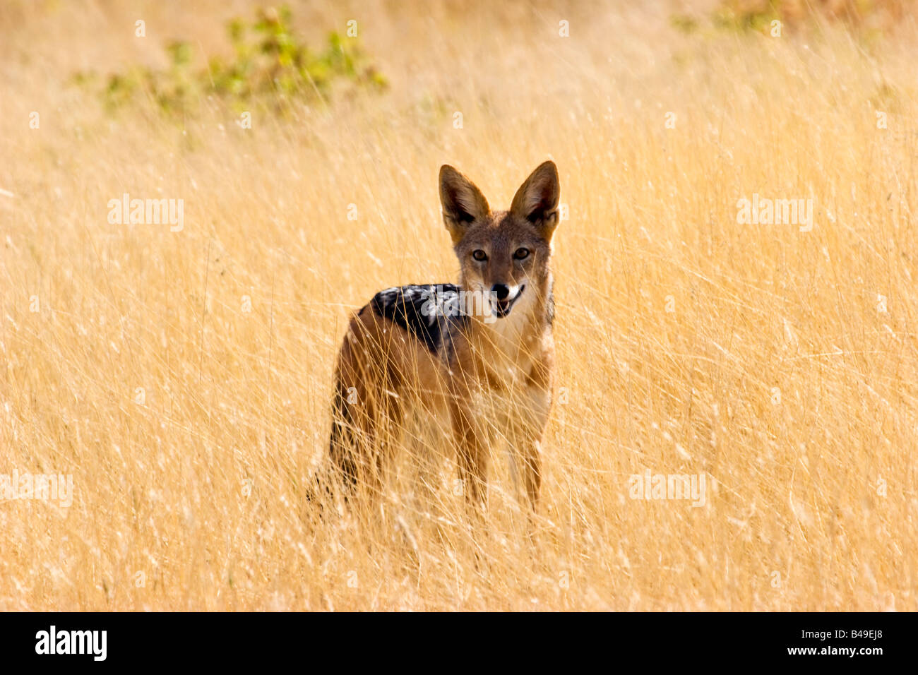 A black-backed jackal (Canis mesomelas), in Etosha National Park, Namibia Stock Photo