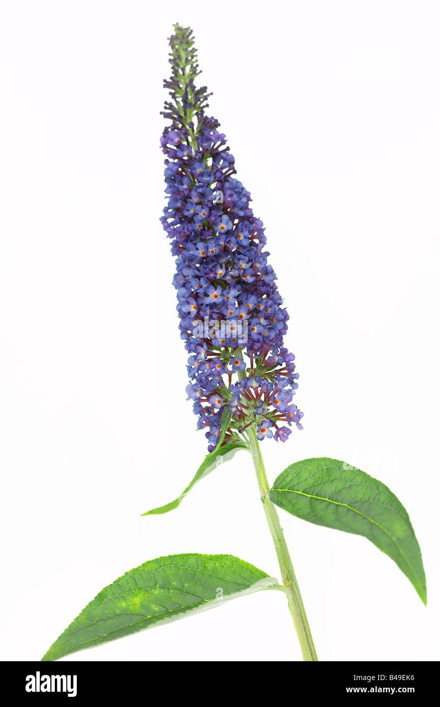 Buddleia Davidii Empire Blue Plants Garden Empire