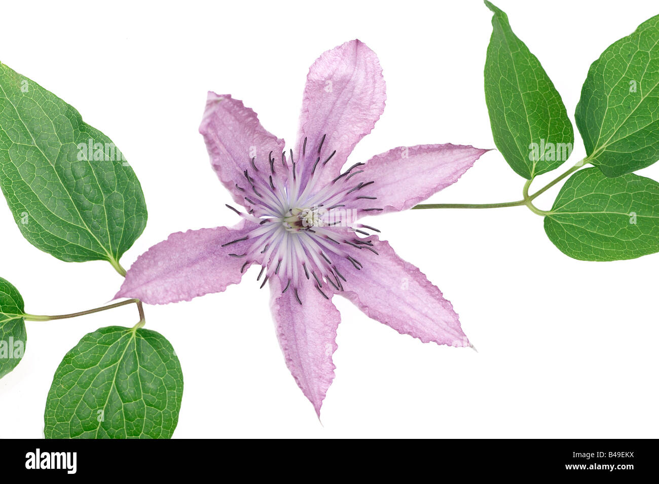 Clematis Flower and Leaves Stock Photo