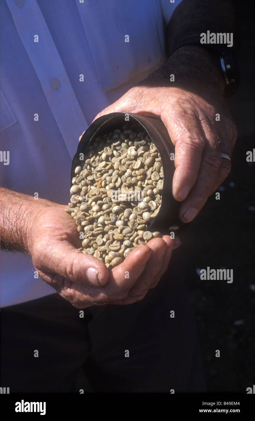Man showing coffee beans hi-res stock photography and images - Alamy