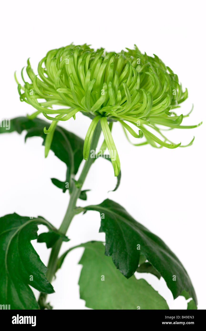 Green Chrysanthemum bloom Stock Photo Alamy