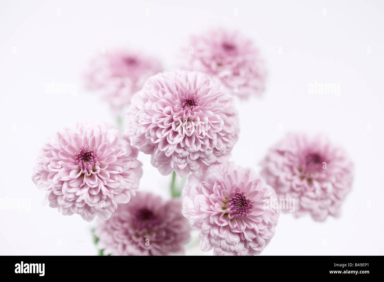 Pink Pompon Spray Chrysanthemum Stock Photo
