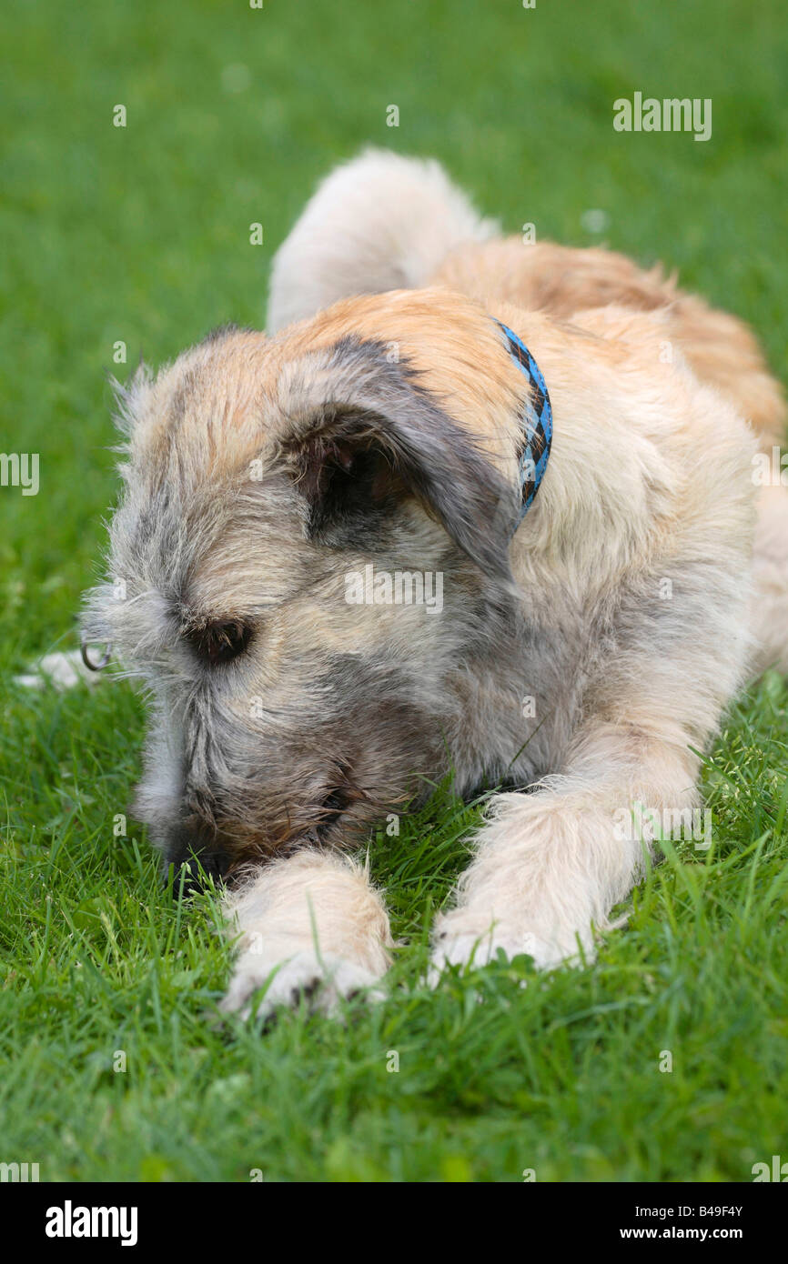 Irish Wolfhound 6 month gnawing at his leg Stock Photo