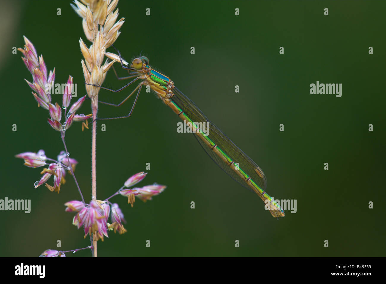 Emerald Damselfly Lestes sponsa female perched on grass head at ...