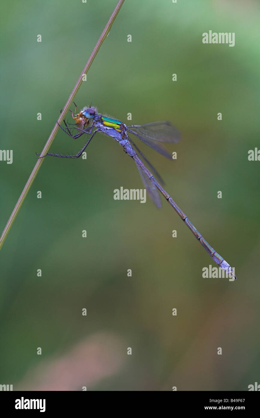 Emerald Damselfly Lestes sponsa male feeding on prey at Barkbooth Lot ...