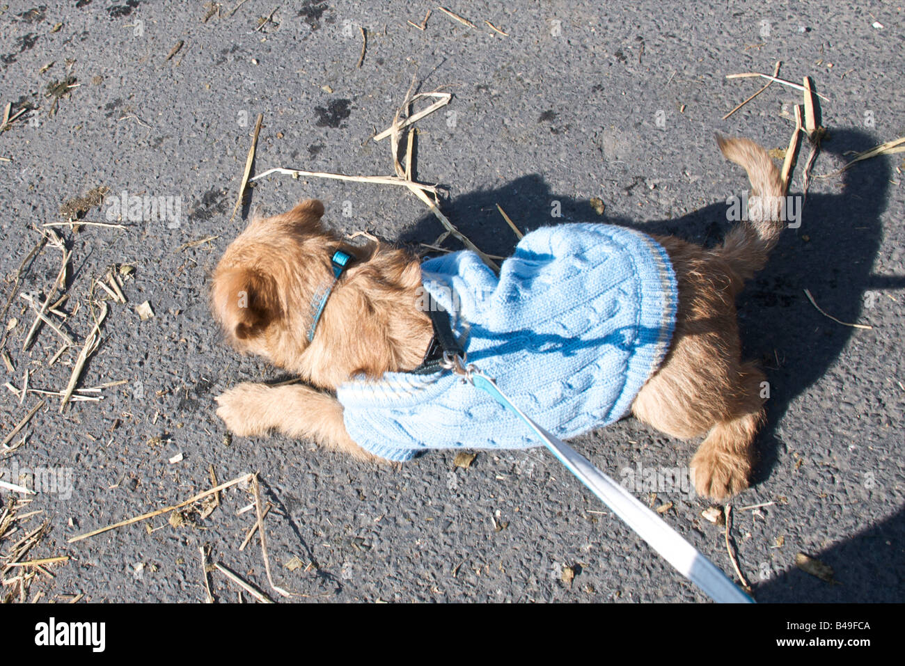 A dressed up Border Collie at Masham Sheep Fair Stock Photo Alamy