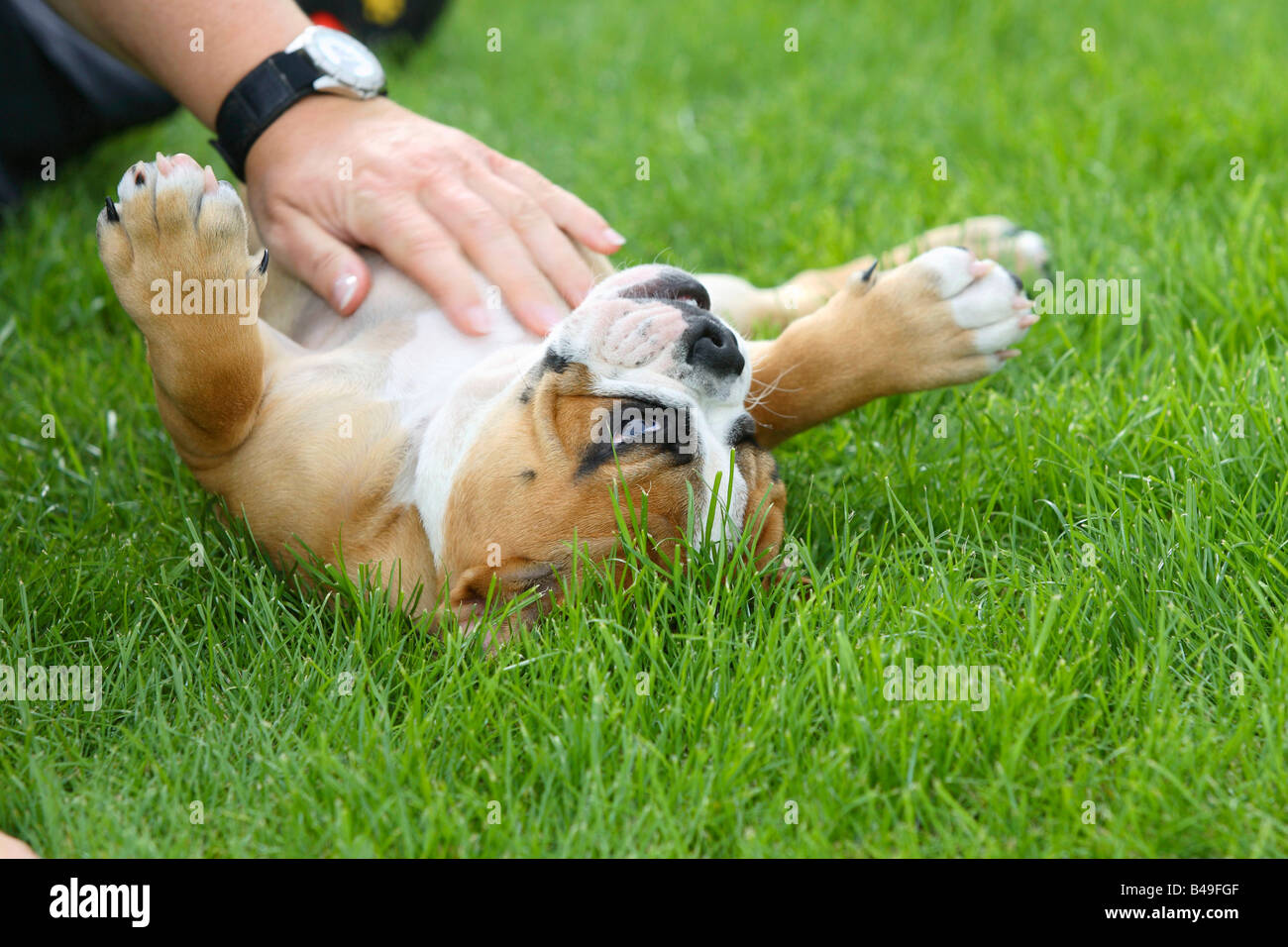 English Bulldog puppy 3 month having his belly caressed Stock Photo - Alamy