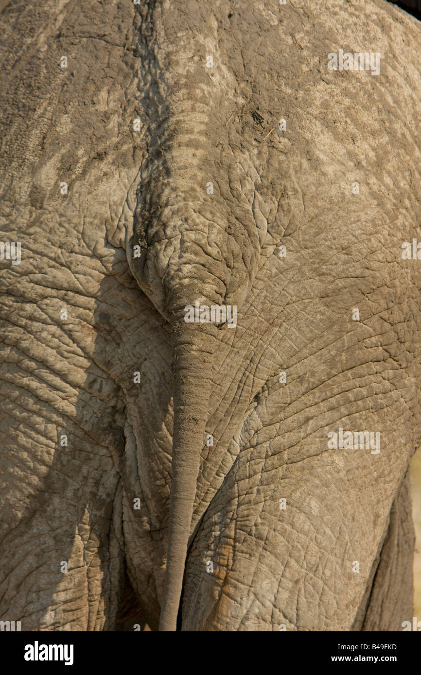 African Elephant Loxodonta africana tail and backside Stock Photo