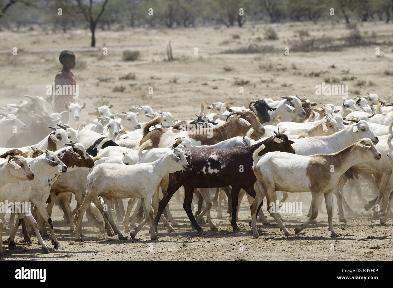 Everyday life of the Maasai, Narok, Kenya Stock Photo Alamy