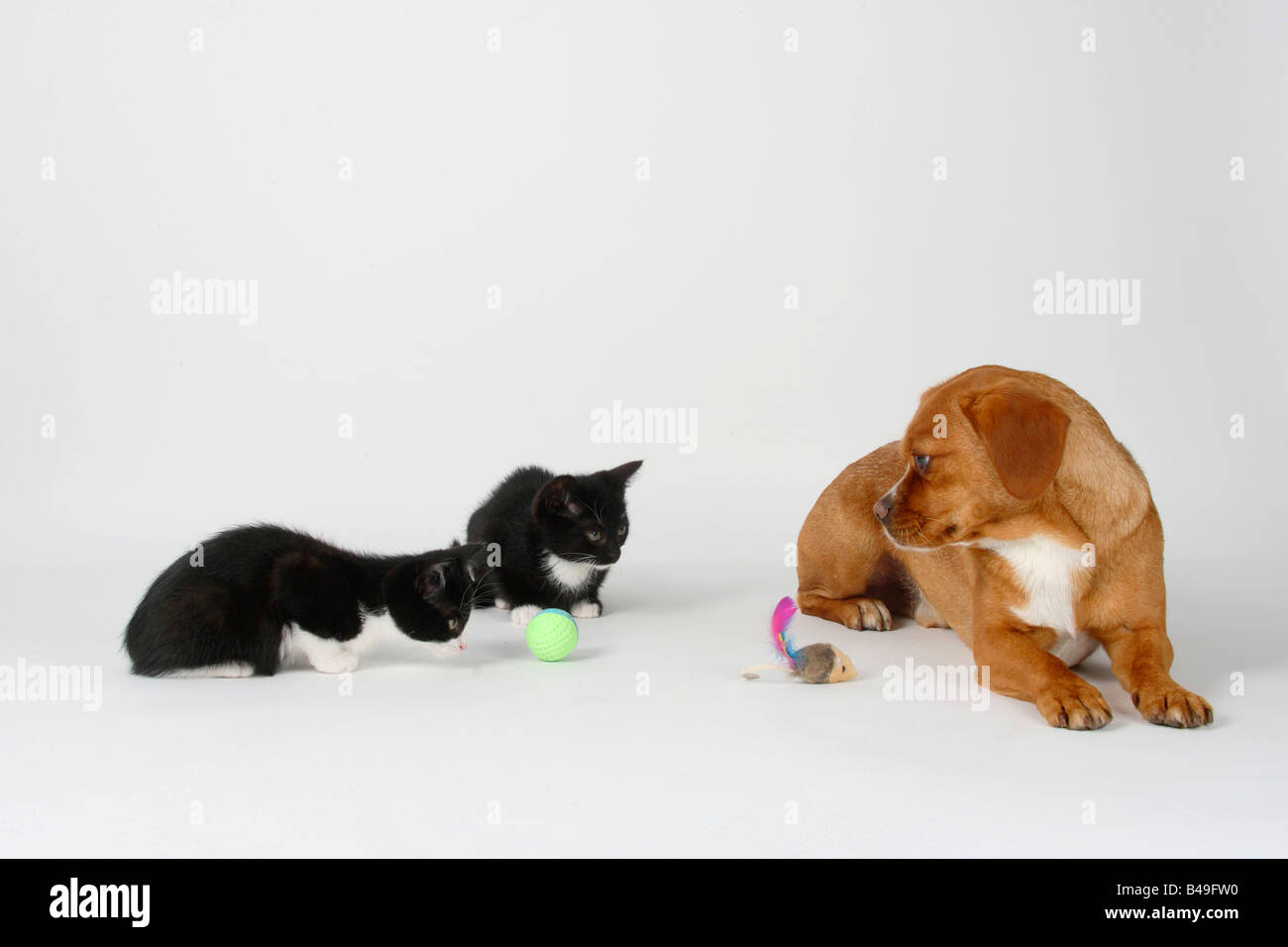 Mixed Breed Dog and Domestic Cats kittens 8 weeks Stock Photo