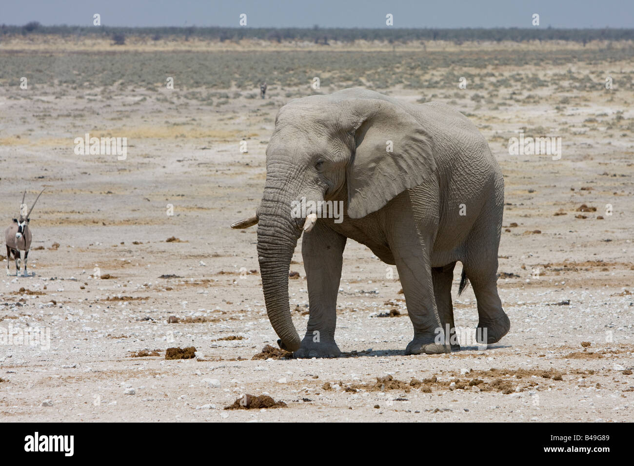 African Elephant Loxodonta africana at waterhole Etosha National Park Namibia Stock Photo