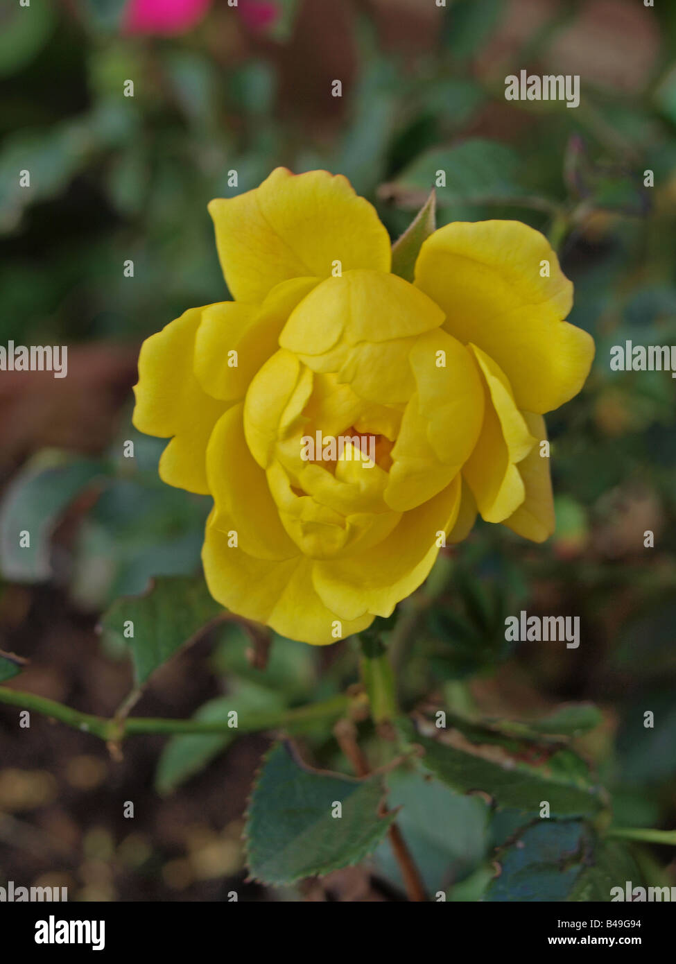 'With Love', a yellow Hybrid Tea Rose Stock Photo Alamy