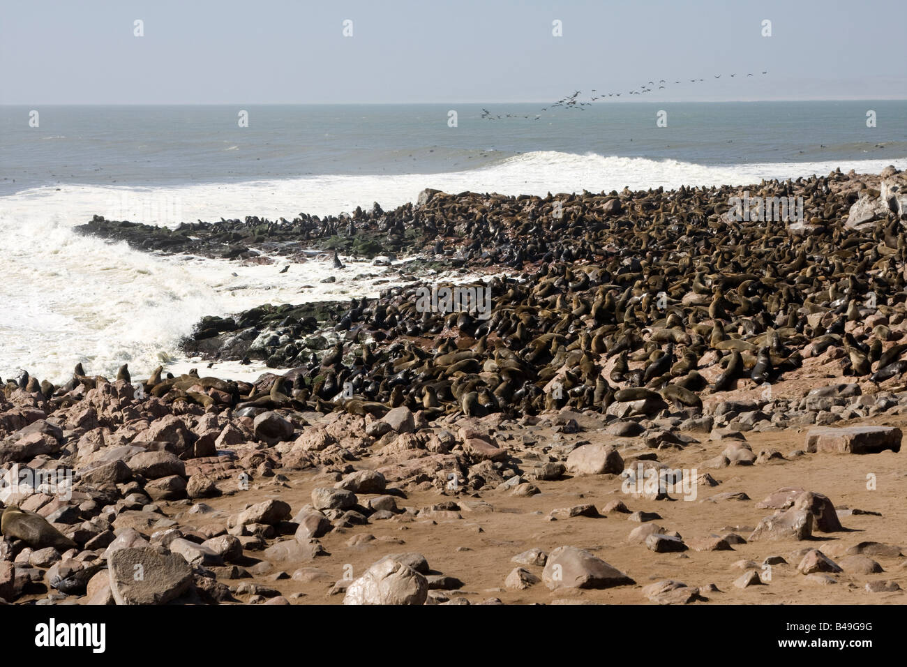 Cape Fur Seals Stock Photo