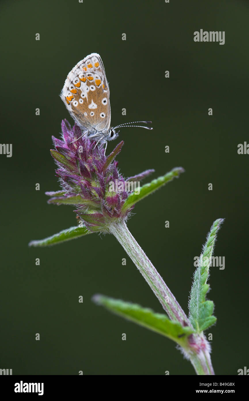 Northern Brown Argus Aricia artaxerxes roosting on Betony at Arnside Knott, Cumbria in July. Stock Photo