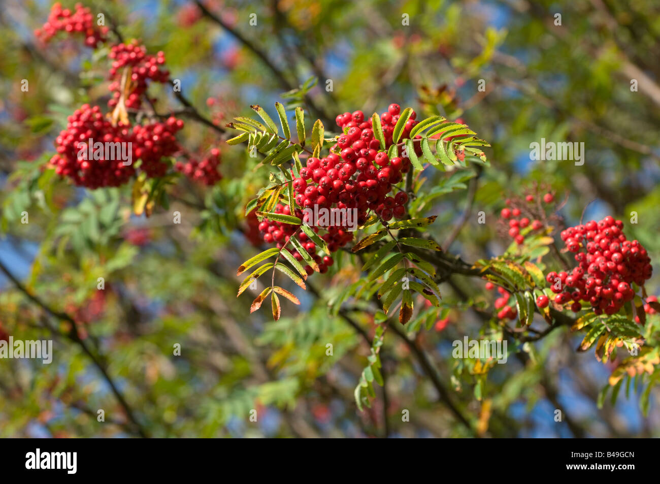 Mountain Ash Tree Red Berries Stock Photos & Mountain Ash Tree Red