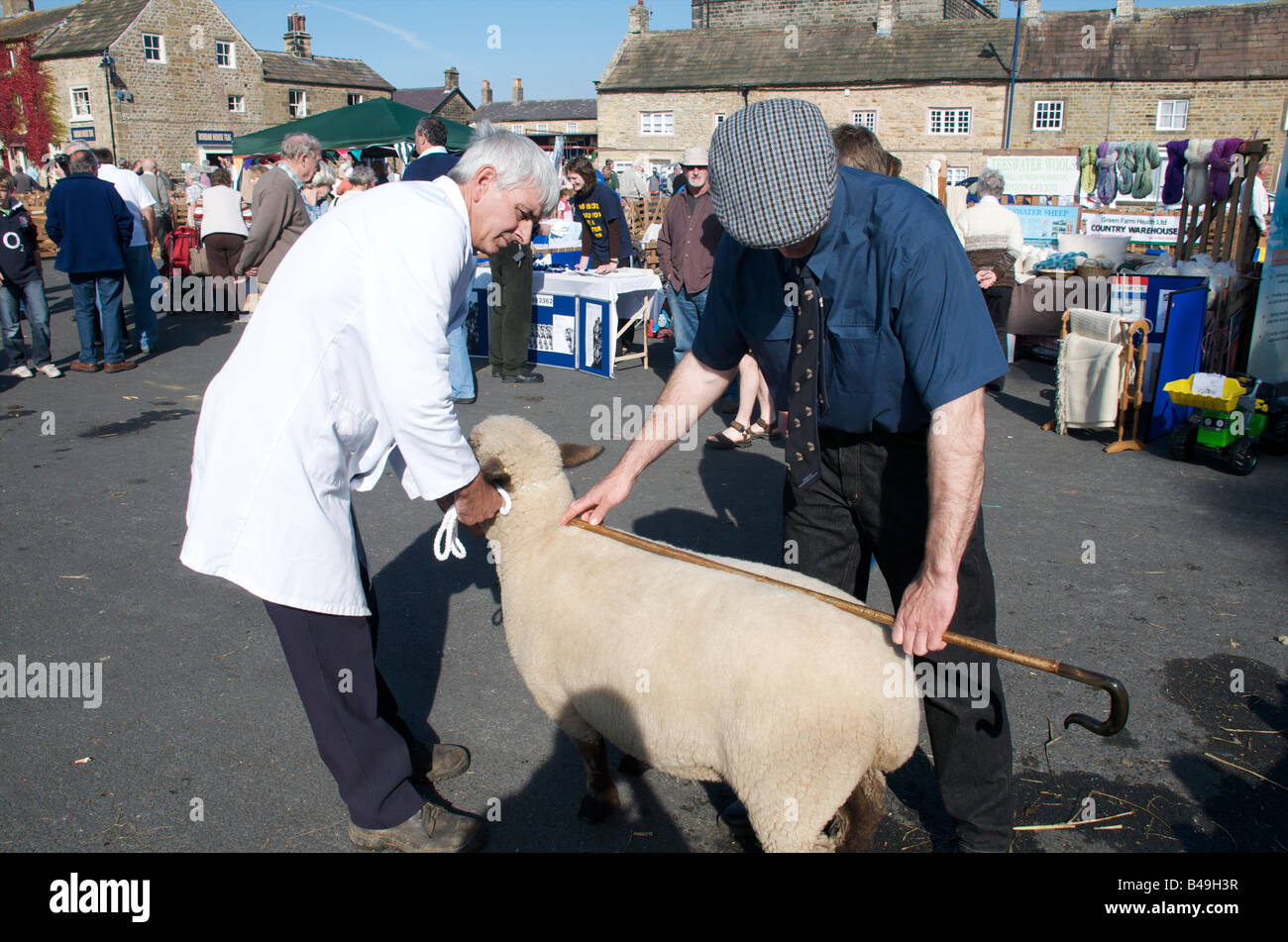 Judge Andrew Rutherford judging one of the Oxford down tups on Masham Sheep Fair Stock Photo