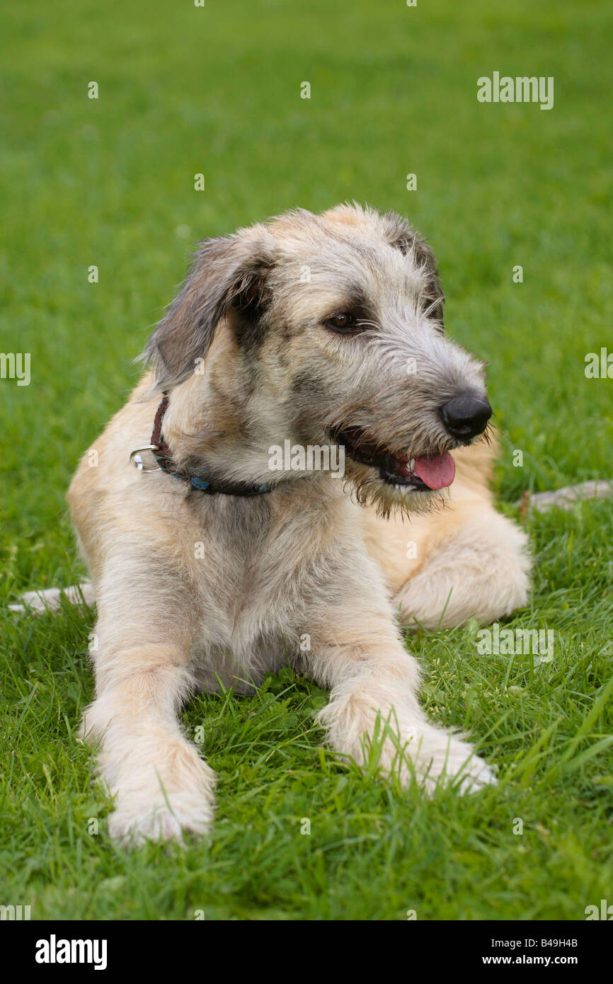 Irish Wolfhound 6 month Stock Photo Alamy
