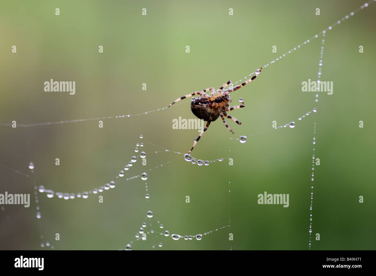 British common garden spider on a dew covered web Stock Photo