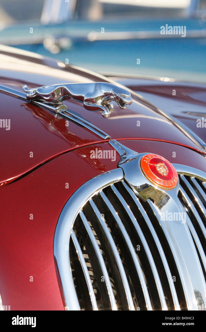 Classic Jaguar ornament Stock Photo Alamy