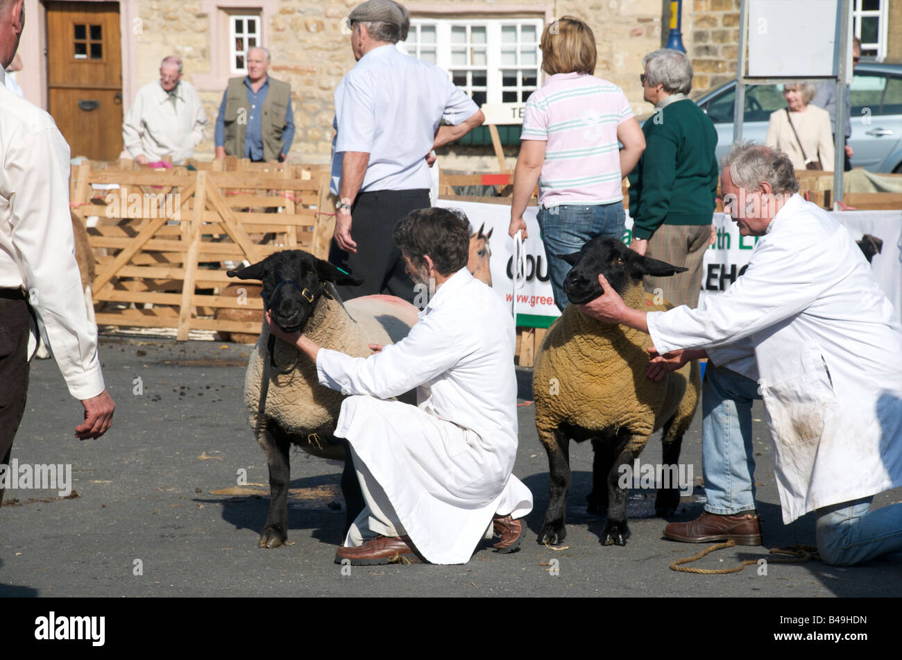 The judging of the Suffolk tups on Masham Sheep Fair Stock Photo