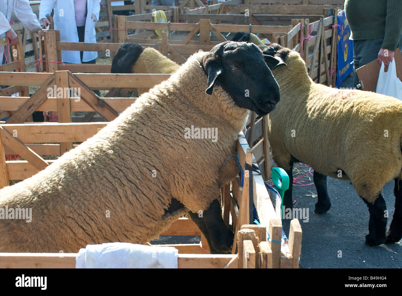 A curious Suffolk Tup (ram) wanting to see more... Stock Photo