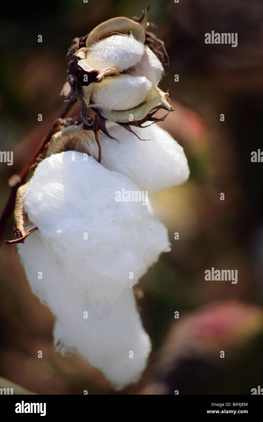 Ripe cotton in the South ready for harvest Stock Photo - Alamy